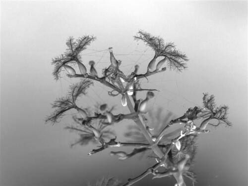 Tiem Meijering - Thema Grafische Fotografie - 1